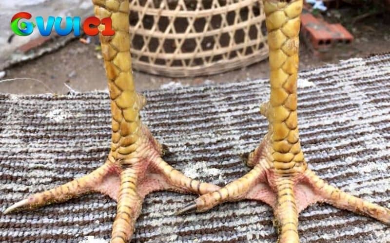 Những loại chân gà chọi đẹp nên chọn Những loại chân gà chọi đẹp nên chọn