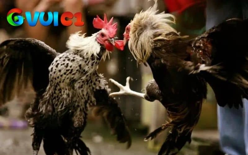 Những ưu điểm về cách tấn công và phòng thủ của gà chạy kiệu Những ưu điểm về cách tấn công và phòng thủ của gà chạy kiệu