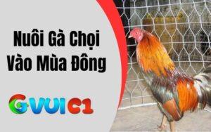 Nuôi Gà Chọi Vào Mùa Đông