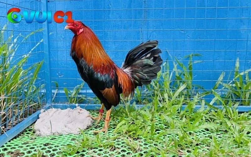 Nuôi gà chọi vào mùa đông không quá khó, nhưng người nuôi có kiến thức chuyên sâu