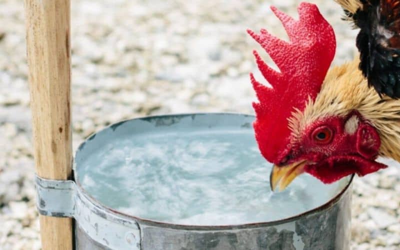 Pha tỏi với nước thích hợp từ gà con đến gà trưởng thành
