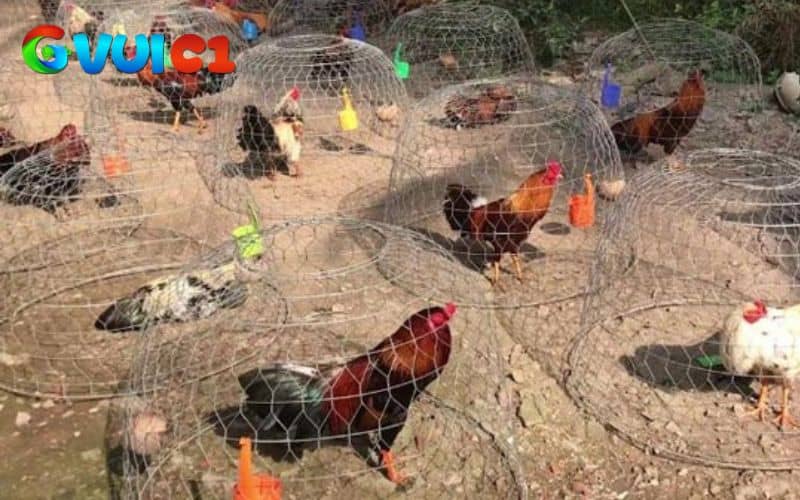 Tắm nắng giúp gà hấp thụ dưỡng chất tự nhiên và ấm cơ thể