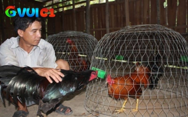 Tập luyện là điều thiết giúp gà luôn giữ phong độ
