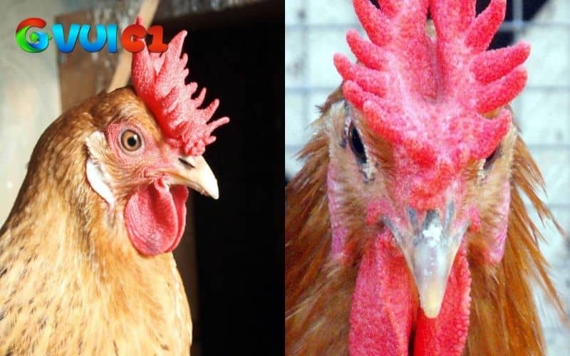 Tên gọi gà mồng vua vì gà có mồng giống như vương miện của vua chúa