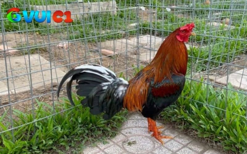 Thiết kế chuồng không để gió lùa vào và gắn thêm đèn sưởi