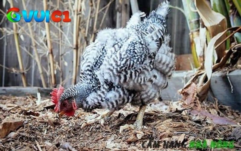 Thời gian gà thay lông từ 6 đến 12 tuần