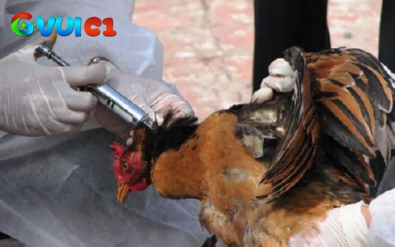 Tiêm đầy đủ các loại vắc-xin giúp gà có sức đề kháng cao