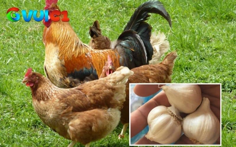 Tỏi có tác dụng giúp gà giải độc và tăng cường chức năng gan