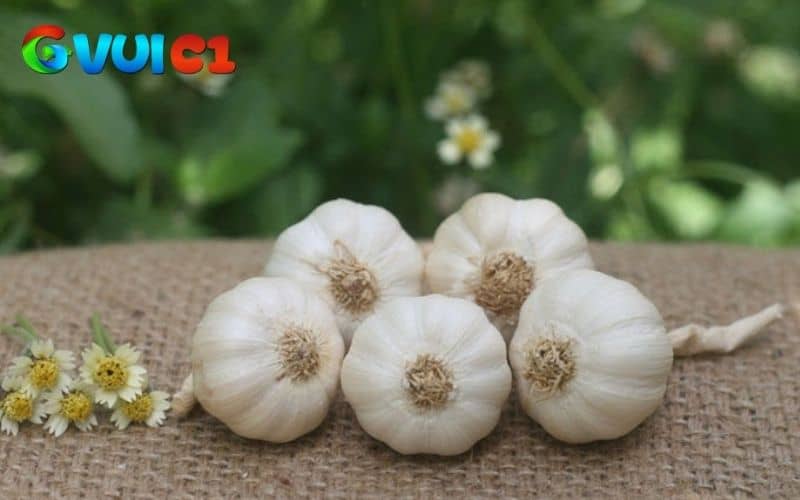 Tỏi giúp gà tẩy giun và hệ tiêu hóa tốt hơn