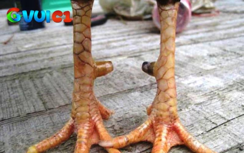 Vảy ở chân gà rất quan trọng vì có thể biết được khả năng thi đấu của chiến kê Vảy ở chân gà rất quan trọng vì có thể biết được khả năng thi đấu của chiến kê