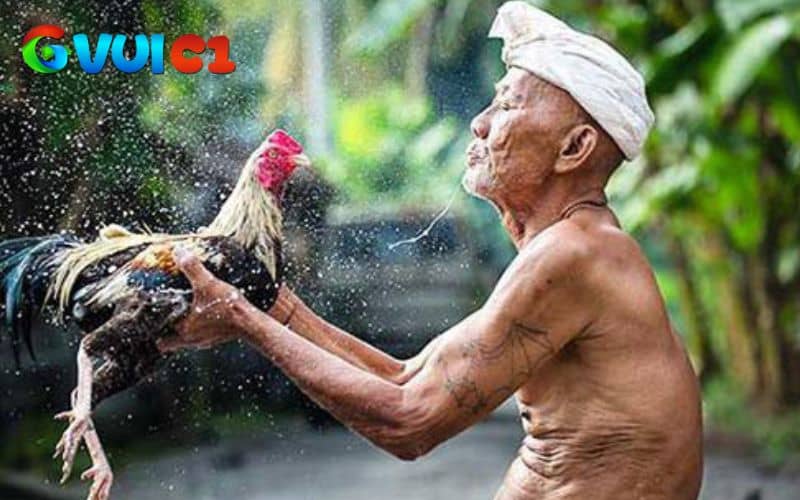 Vệ sinh và om bóp cho gà sau khi đá Vệ sinh và om bóp cho gà sau khi đá