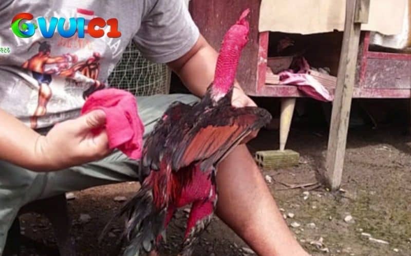 Xử lý vết thương cho gà sau khi đá Xử lý vết thương cho gà sau khi đá