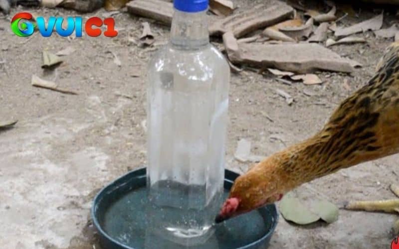 Bổ sung chất dinh dưỡng giúp gà nhanh chóng hồi phục