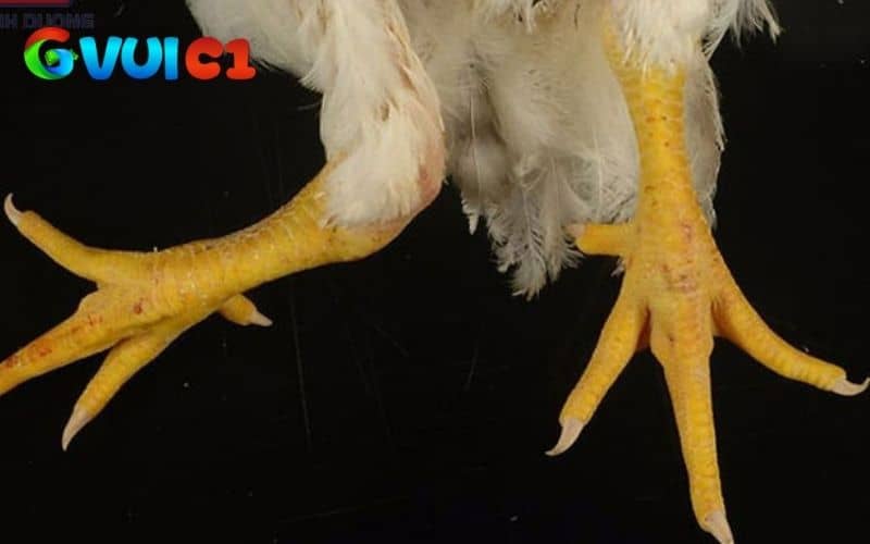 Các nguyên nhân phổ biến có thể dẫn đến gà đá bị gãy chân