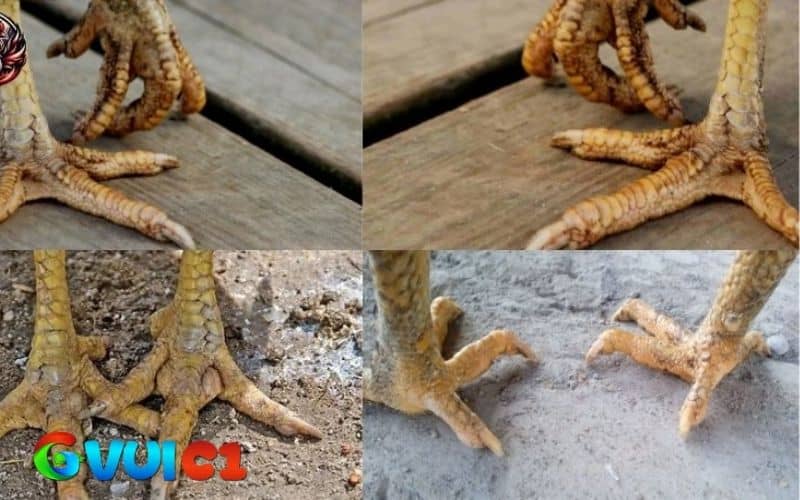 Cách điều trị gà bị nấm chân bằng muối Cách điều trị gà bị nấm chân bằng muối
