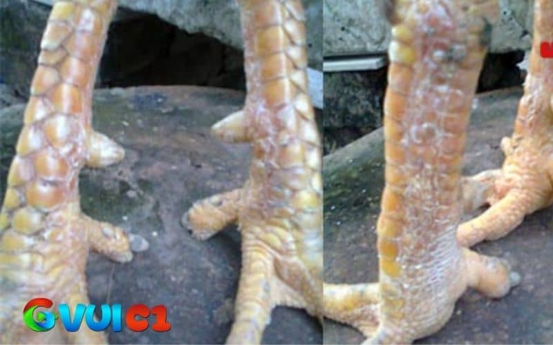 Cách điều trị gà bị nấm chân không quá khó nếu người chơi phát hiện chậm trễ Cách điều trị gà bị nấm chân không quá khó nếu người chơi phát hiện chậm trễ