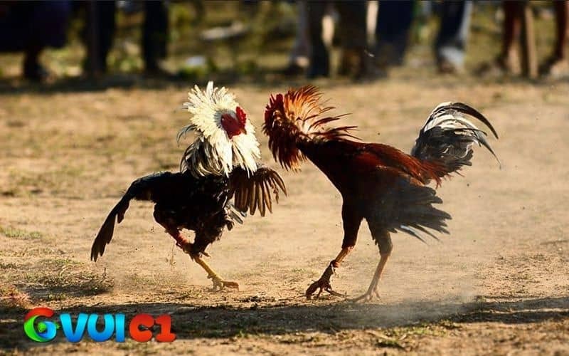 Cách giúp gà tăng cơ chân hiệu quả Cách giúp gà tăng cơ chân hiệu quả