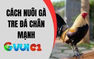 Cách nuôi gà tre đá chân mạnh