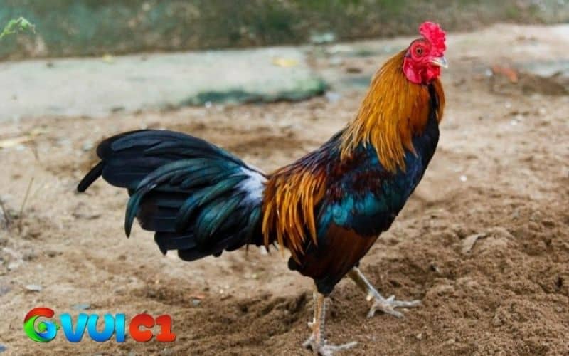 Cần chọn giống gà tre tốt để tạo ra những chiến có đôi chân mạnh Cần chọn giống gà tre tốt để tạo ra những chiến có đôi chân mạnh