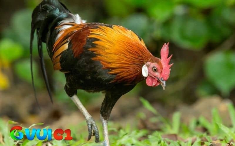 Chế độ dinh dưỡng cho gà tre tập luyện chân mạnh Chế độ dinh dưỡng cho gà tre tập luyện chân mạnh
