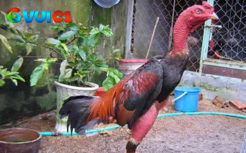 Cần cung cấp đầy đủ chất dinh dưỡng khi gà đá bị gãy cánh Cần cung cấp đầy đủ chất dinh dưỡng khi gà đá bị gãy cánh