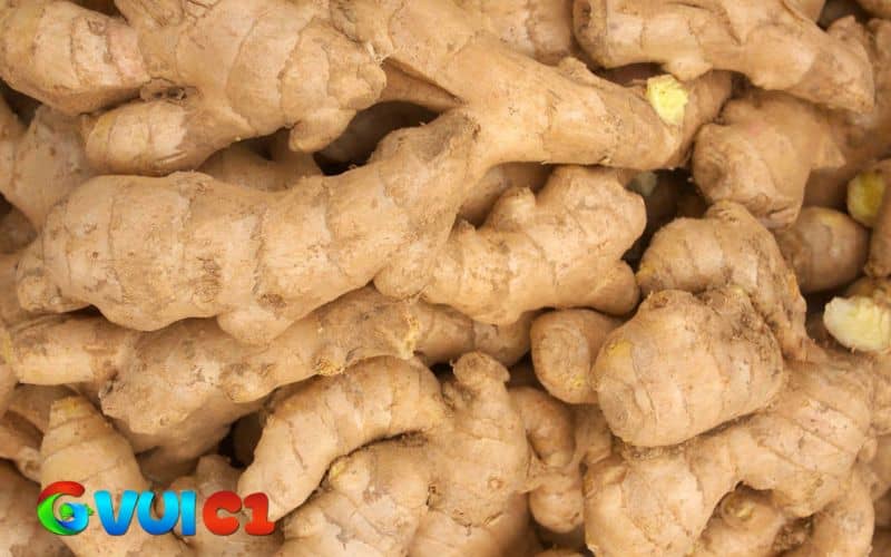 Dùng gừng tươi để điều trị gà bị khò khè Dùng gừng tươi để điều trị gà bị khò khè