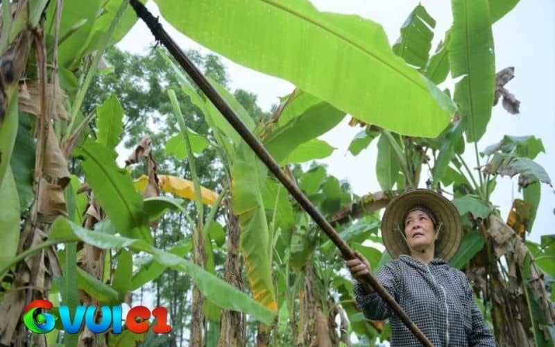 Dùng lá chuối non để điều trị gà bị khò khè Dùng lá chuối non để điều trị gà bị khò khè