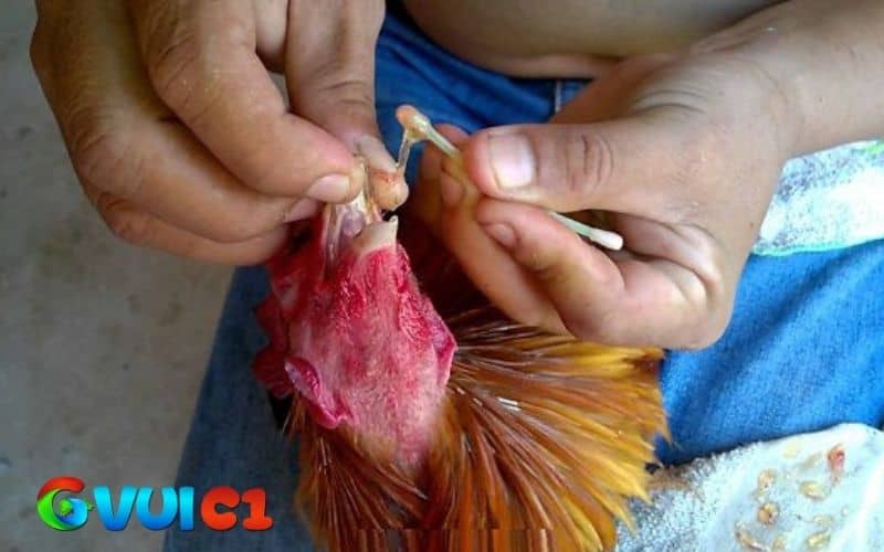 Dùng tỏi và mật ong để điều trị gà bị khò khè Dùng tỏi và mật ong để điều trị gà bị khò khè