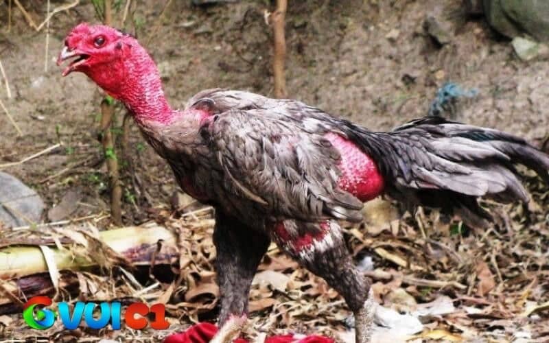 Gà bị khò khè có thể là do vi khuẩn hoặc virus gây bệnh hô hấp Gà bị khò khè có thể là do vi khuẩn hoặc virus gây bệnh hô hấp