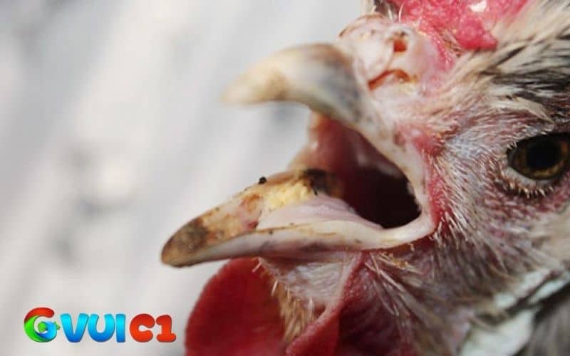 Gà bị khò khè có thể lây lan sang gà khác và gây tổn thất lớn Gà bị khò khè có thể lây lan sang gà khác và gây tổn thất lớn