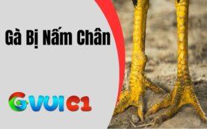 Gà Bị Nấm Chân