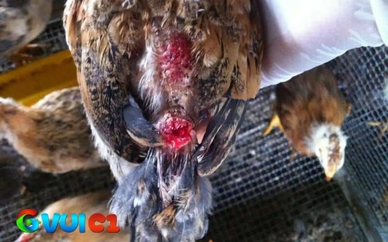 Gà cắn mổ lông nhau thường có nhiều nguyên nhân Gà cắn mổ lông nhau thường có nhiều nguyên nhân