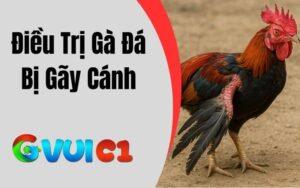 Gà đá bị gãy cánh