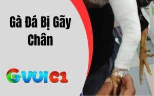 Gà Đá Bị Gãy Chân