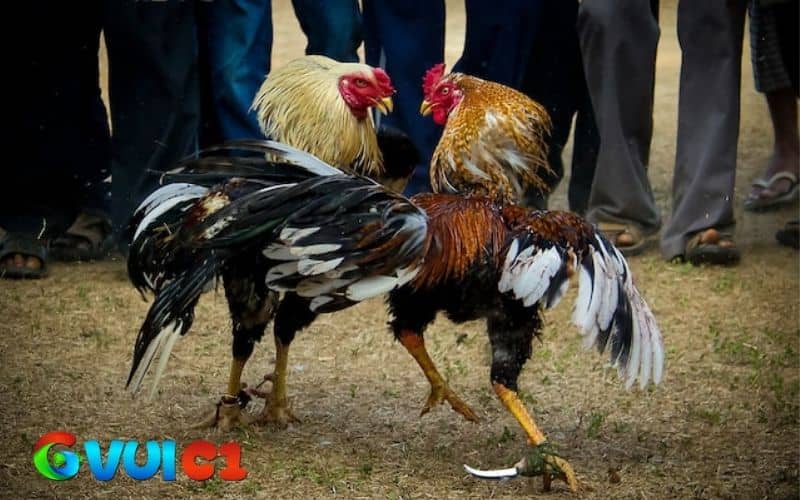 Gà đá khi được tăng cơ có thể đá tốt hơn và tỷ lệ chiến thắng cao hơn Gà đá khi được tăng cơ có thể đá tốt hơn và tỷ lệ chiến thắng cao hơn