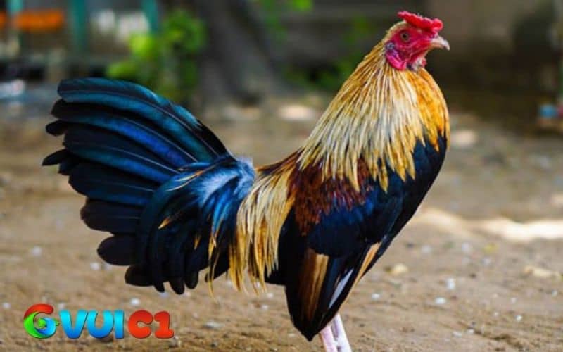 Gà tre có lực chân mạnh thường sẽ có nhiều lợi khi thi đấu Gà tre có lực chân mạnh thường sẽ có nhiều lợi khi thi đấu