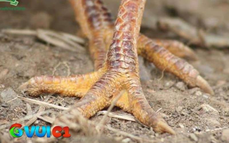 Hướng dẫn điều trị gà bị nấm chân bằng thuốc uống và thuốc bôi Hướng dẫn điều trị gà bị nấm chân bằng thuốc uống và thuốc bôi