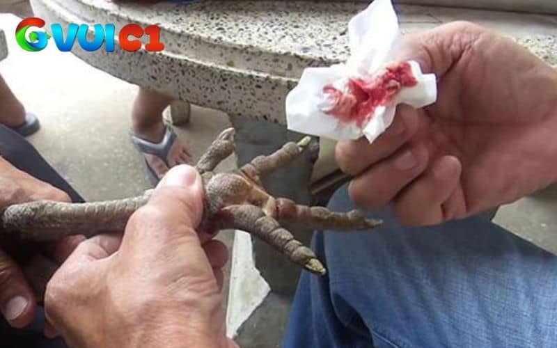 Sát trùng vào chân gà bị gãy