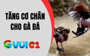 Tăng Cơ Chân Cho Gà Đá