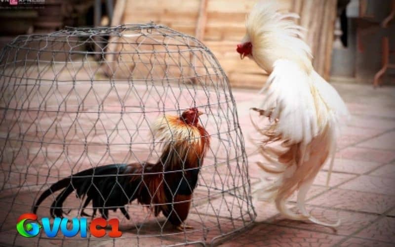 Tập luyện điều độ và đúng cách giúp gà tre chân mạnh Tập luyện điều độ và đúng cách giúp gà tre chân mạnh
