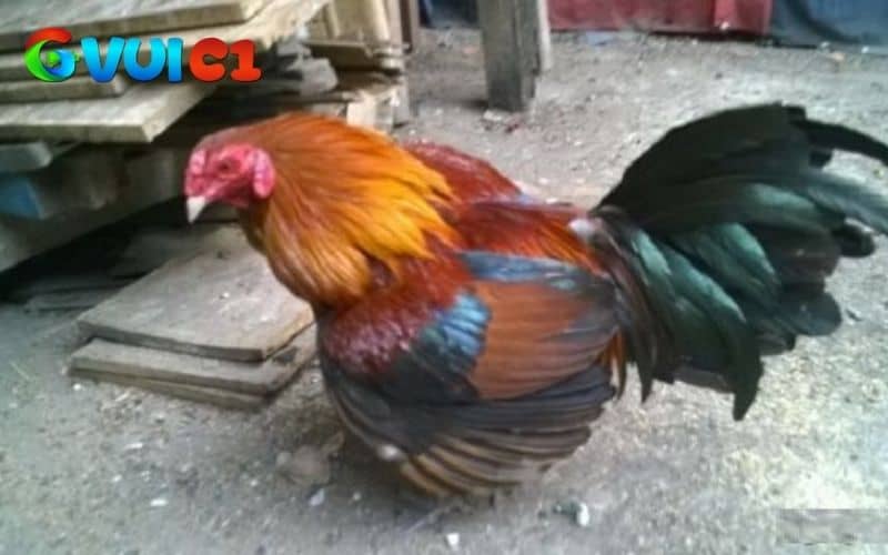 Trường hợp nhẹ cần nẹp cố định và cách ly gà ra riêng Trường hợp nhẹ cần nẹp cố định và cách ly gà ra riêng