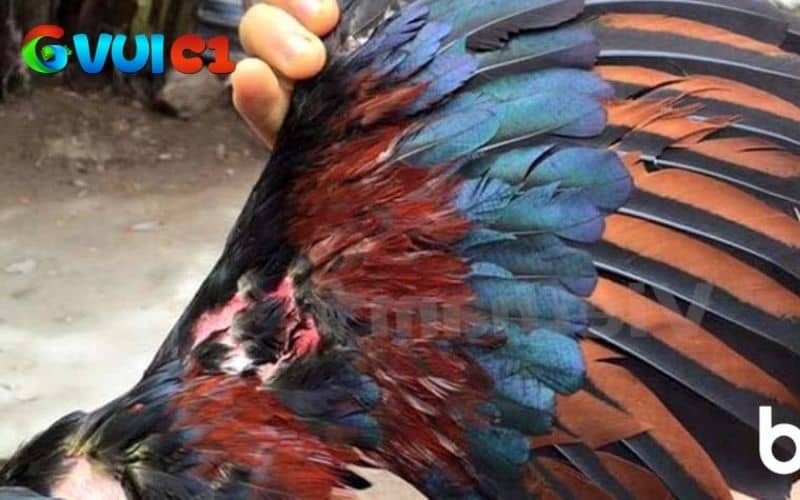 Trường hợp trung bình gà cần chườm đá, nẹp chắc chắn và bổ sung chất dinh dưỡng Trường hợp trung bình gà cần chườm đá, nẹp chắc chắn và bổ sung chất dinh dưỡng