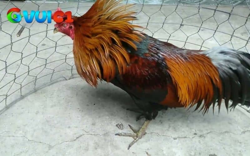 Việc nhận biết các triệu chứng có thể điều trị gà đá bị gãy chân kịp thời