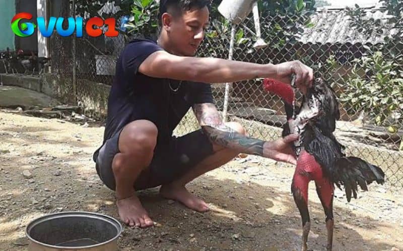 Xoa bóp cho gà sau khi hồi phục hoàn toàn Xoa bóp cho gà sau khi hồi phục hoàn toàn